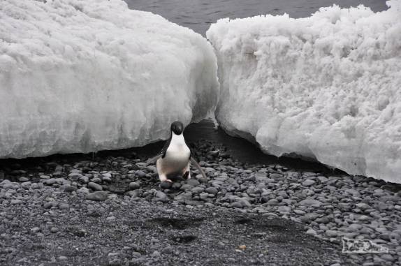 Pinguim adelie demonstra habilidade ao saltar de bloco de gelo na praia de Brown Bluff, na Antártida